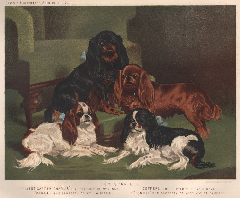 DOGS. Toy Spaniels;